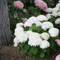 WEE WHITE® HYDRANGEA
