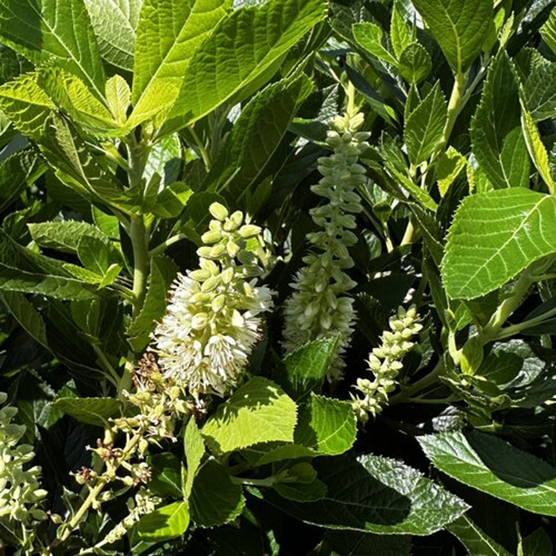 HUMMINGBIRD SUMMERSWEET