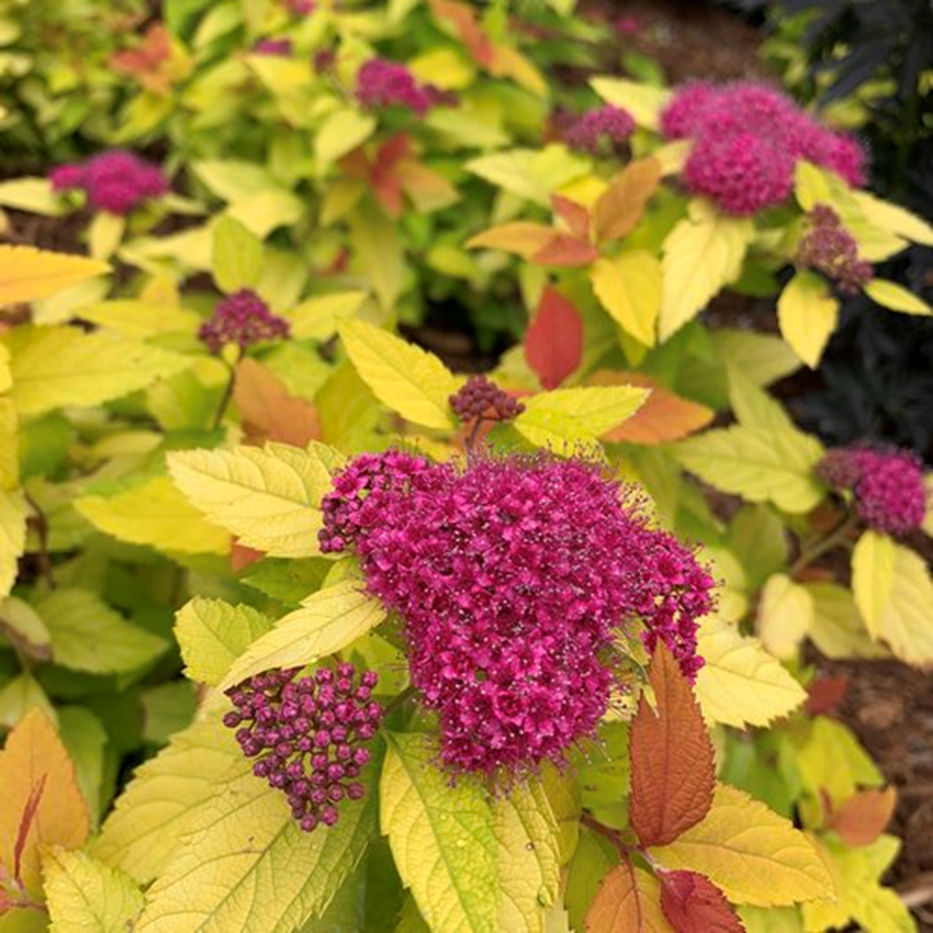 CANDY CORN® SPIRAEA