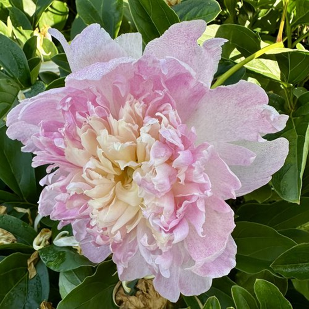 RASPBERRY SUNDAE PEONY