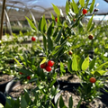 POET'S LAUREL
