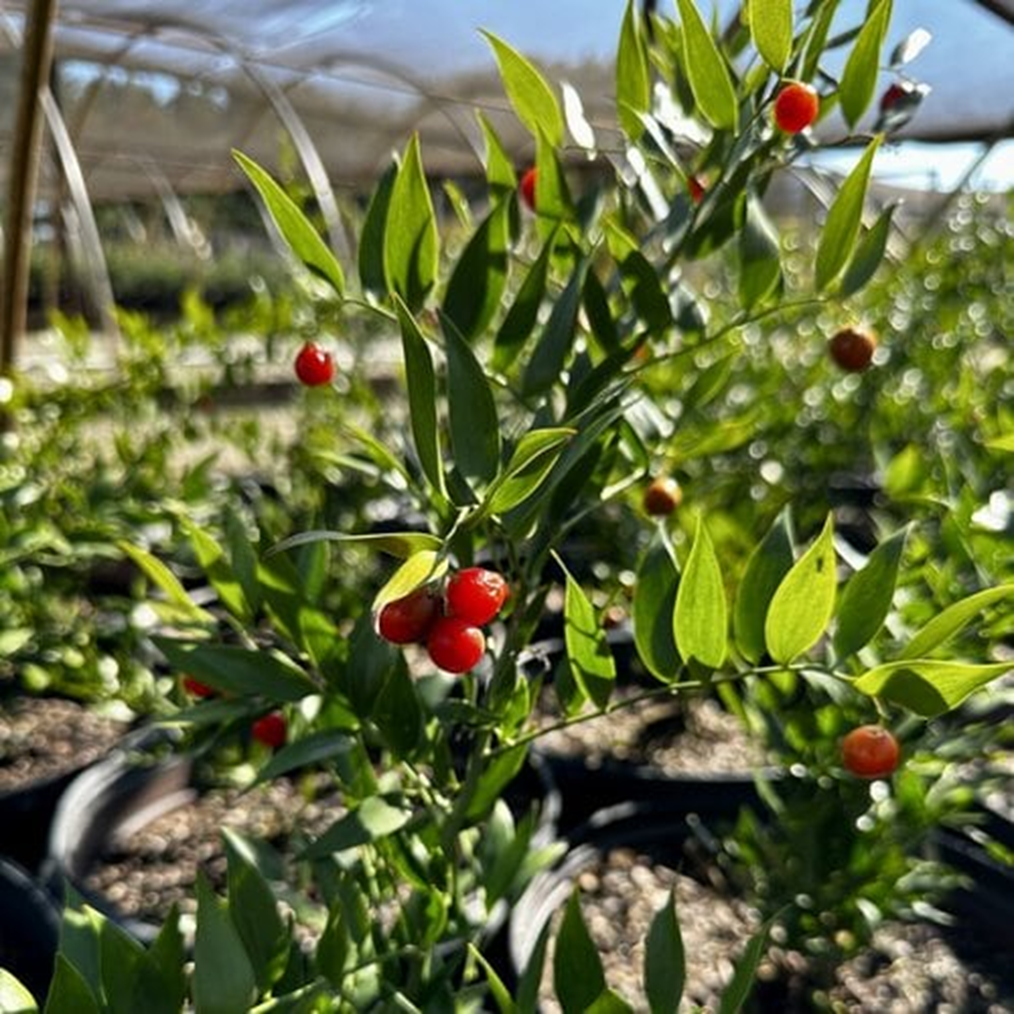 POET'S LAUREL