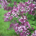 BLOOMERANG® DARK PUPLE LILAC