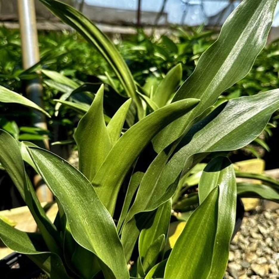 SACRED LILY