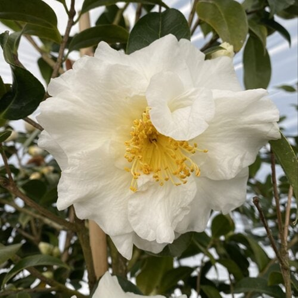 SILVER WAVES CAMELLIA