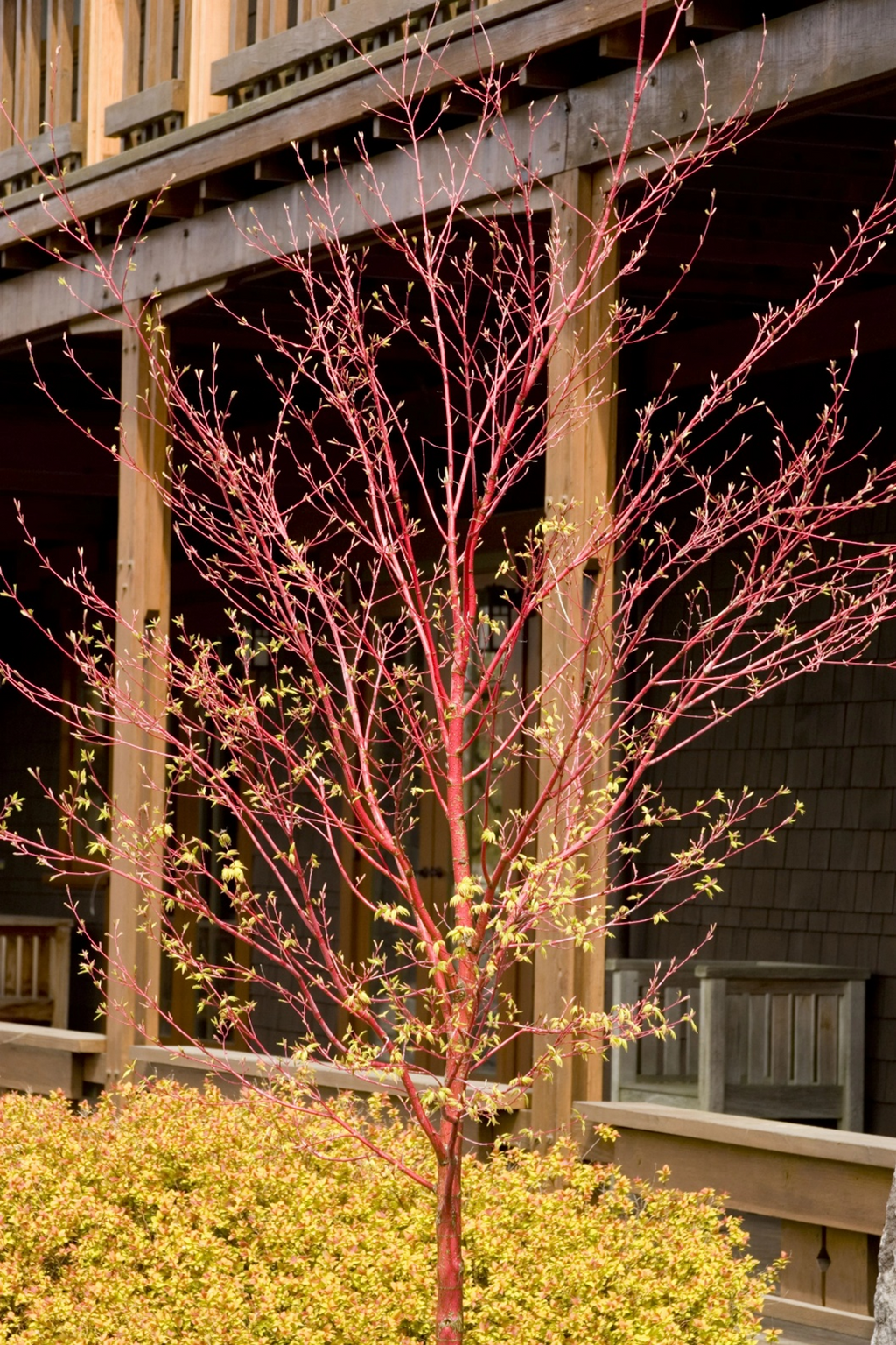 CORAL BARK JAPANESE MAPLE