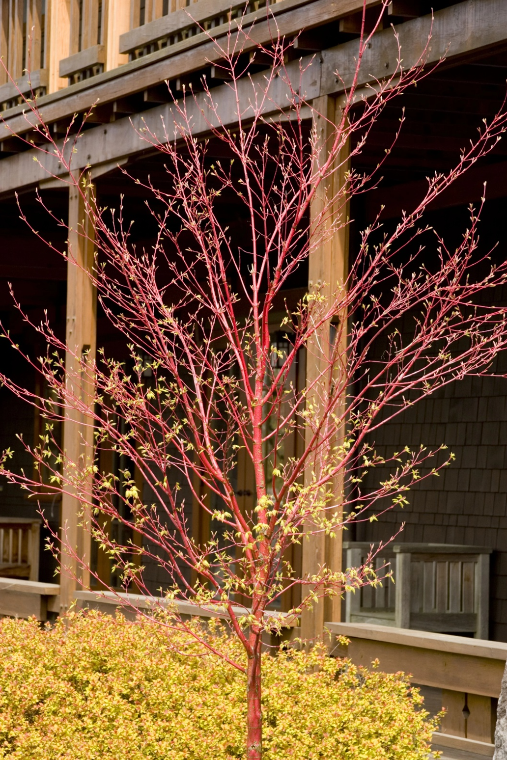 CORAL BARK JAPANESE MAPLE